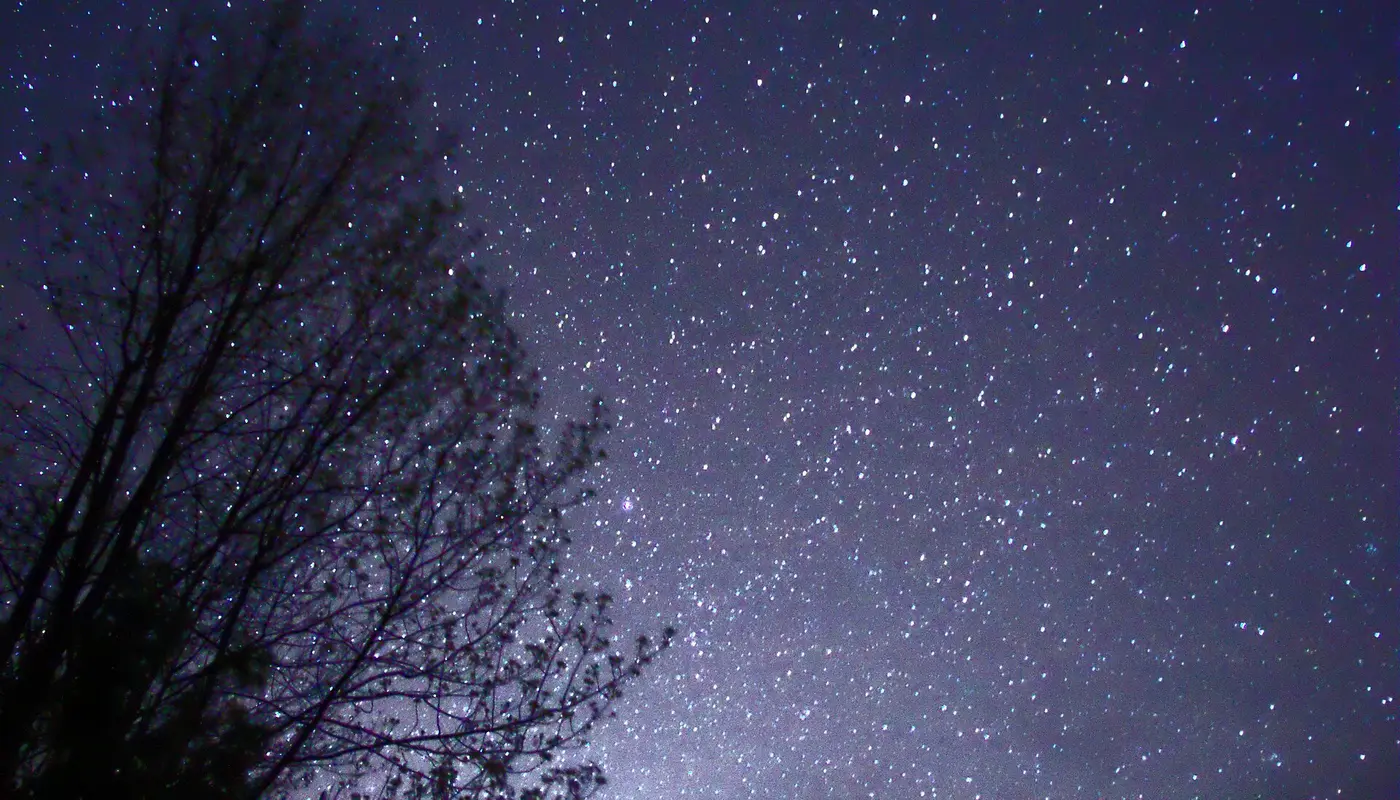 Night Sky Stars Trees 02