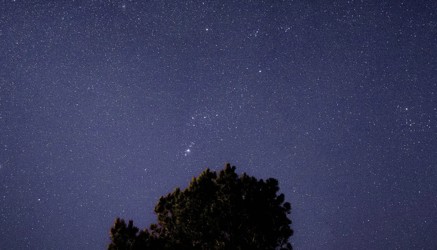Tree on a starry sky (Unsplash)
